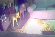 Cháy nhà vì chó cưng cắn sạc dự phòng