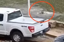 Khoảnh khắc người đàn ông bị cá sấu đuổi khi đang bơi gây sốc