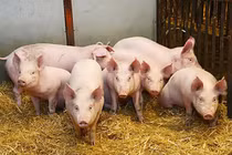 Giá heo hơi hôm nay 28/10: Miền Bắc đồng loạt giảm