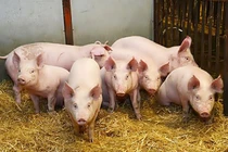 Giá heo hơi hôm nay 28/10: Miền Bắc đồng loạt giảm