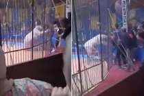 Khoảnh khắc kinh hoàng hổ tấn công người biểu diễn xiếc