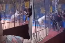 Khoảnh khắc kinh hoàng hổ tấn công người biểu diễn xiếc