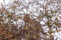 Video: Báo hoa mai bị cả đàn chó hoang hung hãn truy sát