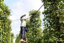 Giá tiêu hôm nay 24/10/2023: Giảm 500 đồng/kg