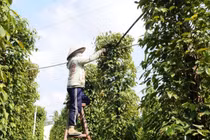 Giá tiêu hôm nay 24/10/2023: Giảm 500 đồng/kg