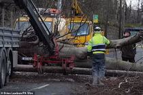Cây đổ đè trúng ô tô, người đàn ông tử vong thương tâm