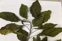 Tổn thương gan, thận sau khi uống nước lá du mại chữa táo bón