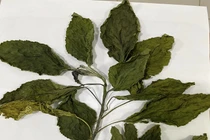 Tổn thương gan, thận sau khi uống nước lá du mại chữa táo bón