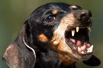 Kinh hãi chú chó cắn tử vong bé sơ sinh lúc nửa đêm