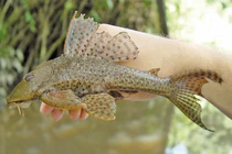 Cá lau kiếng có ăn được không?