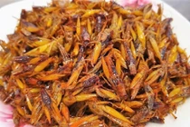 Vì sao châu chấu rang khiến người ăn nhập viện?