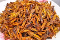 Vì sao châu chấu rang khiến người ăn nhập viện?