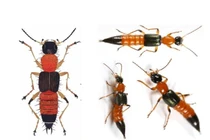 Độc tố nguy hiểm trong kiến ba khoang gây loét da hoại tử