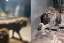 Vào chuồng sư tử quay video, người đàn ông chết thảm 