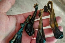 Thực hư nhau mèo đen có thể trị bệnh hen suyễn