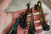 Thực hư nhau mèo đen có thể trị bệnh hen suyễn