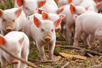 Giá heo hơi hôm nay 23/10: Ổn định, cao nhất 53.000 đồng/kg