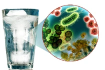 Vi khuẩn Coliform nguy hiểm sao?