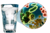 Vi khuẩn Coliform nguy hiểm sao?