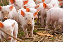 Giá heo hơi hôm nay 20/10: Biến động trên cả nước