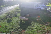 Ngôi làng cổ náo loạn vì đàn lợn quậy phá