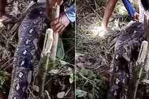 Phát hiện bụng trăn to bất thường, rụng rời thấy thứ bên trong