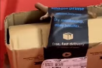 Hãi hùng thấy rắn độc “tặng kèm” trong gói hàng đặt mua