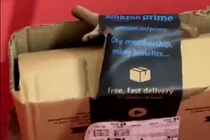 Hãi hùng thấy rắn độc “tặng kèm” trong gói hàng đặt mua