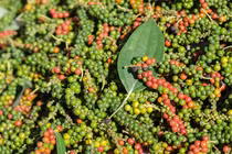 Giá tiêu hôm nay 28/11: Cao nhất 72.500 đồng/kg