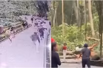 Cây đổ trúng người, hai du khách nước ngoài thiệt mạng