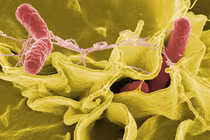 5 câu hỏi lớn về vi khuẩn Salmonella nguy hiểm