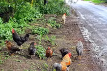 Cả làng “mất ăn mất ngủ” vì 100 con gà hoang