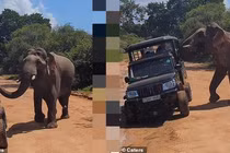 Khoảnh khắc gây sốc voi hung dữ tấn công khách du lịch