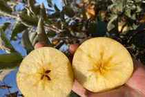 Táo màu lạ của Trung Quốc, giá cao vẫn “hút hồn” khách Việt