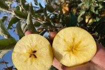 Táo màu lạ của Trung Quốc, giá cao vẫn “hút hồn” khách Việt