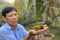 Viên sỏi mật giá 200 triệu đồng, đắt hơn vàng ròng