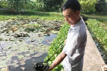 Có của ăn của để nhờ nuôi loài ốc nhồi đẻ khỏe ở ao bèo
