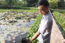 Có của ăn của để nhờ nuôi loài ốc nhồi đẻ khỏe ở ao bèo