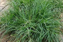 Cỏ dại ở Việt Nam, sang nước ngoài bán 134 nghìn đồng/ký