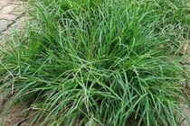 Cỏ dại ở Việt Nam, sang nước ngoài bán 134 nghìn đồng/ký