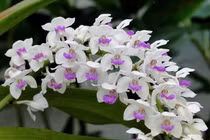 5 loại hoa phải bày phòng khách, cuối năm phất như diều gặp gió