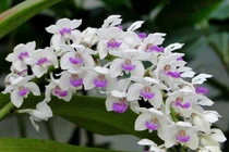 5 loại hoa phải bày phòng khách, cuối năm phất như diều gặp gió