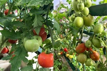 Mát mắt vườn sân thượng xanh tươi, 4 mùa ăn rau sạch ở Hải Dương