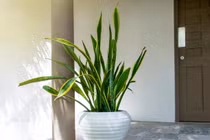 8 loại cây cảnh lọc sạch khí độc, hút cả bức xạ trong nhà