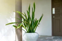 8 loại cây cảnh lọc sạch khí độc, hút cả bức xạ trong nhà