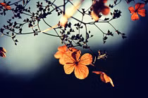 Đời người chỉ khi vứt bỏ 4 điều này mới mong được hạnh phúc