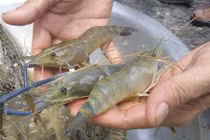 Chỉ cần 1 giây nhìn vào điểm này chắc chắn mua tôm ngon chắc thịt