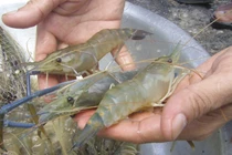 Chỉ cần 1 giây nhìn vào điểm này chắc chắn mua tôm ngon chắc thịt