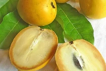 Bí mật chưa từng biết về vú sữa hoàng kim 1 triệu đồng/kg