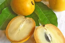 Bí mật chưa từng biết về vú sữa hoàng kim 1 triệu đồng/kg